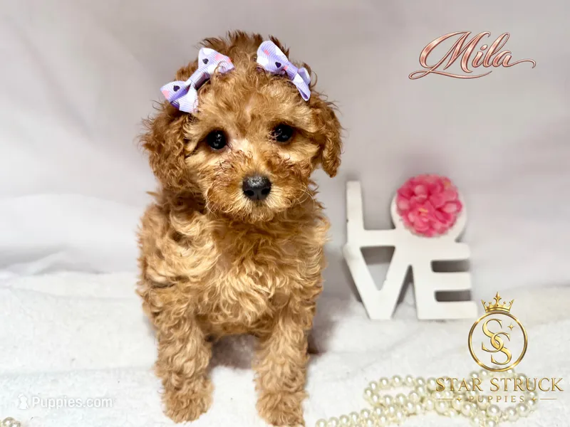 Mila  – Cavapoo puppy for sale in Rincon, GA