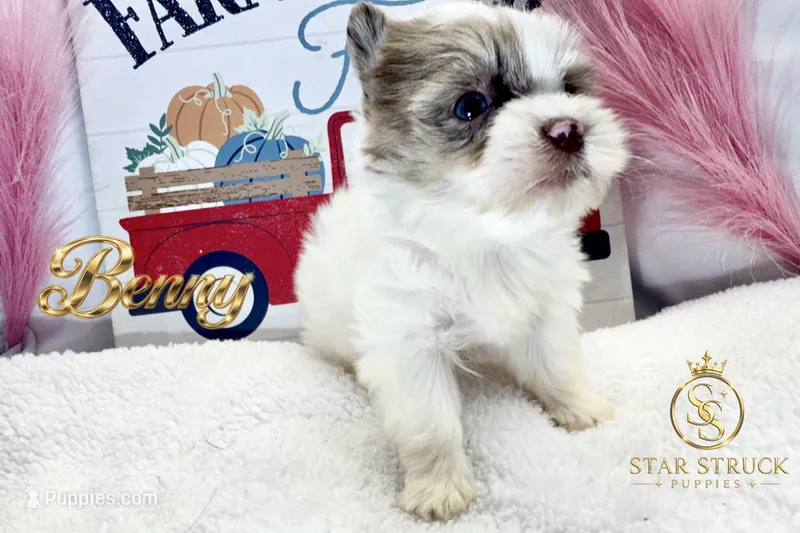 Benny  – Yorkshire Terrier puppy for sale in Rincon, GA