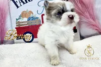 Benny , a male Yorkshire Terrier for sale in Rincon, GA – 1 of 7