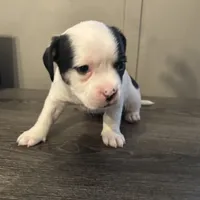 Princess small peke mix, a female Pekingese for sale in Rincon, GA – Photo 8 of 10