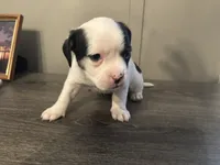 processed/f6932189-6830-41a2-9d90-f3de301c9205/listing/b49a85c0-2493-431f-bb67-f17c48bca002/32fdfb0b-935f-439f-9521-f0b6a3d4ec26