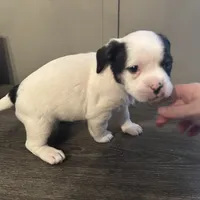 Princess small peke mix, a female Pekingese for sale in Rincon, GA – Photo 4 of 10