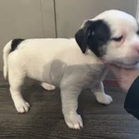 Princess small peke mix, a female Pekingese for sale in Rincon, GA – Photo 10 of 10