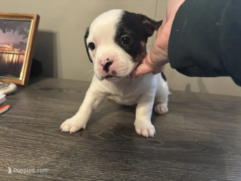 Princess small peke mix