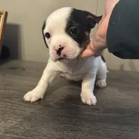 Princess small peke mix, a female Pekingese for sale in Rincon, GA – Photo 1 of 10