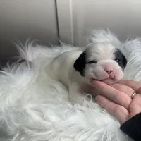 Princess small peke mix, a female Pekingese for sale in Rincon, GA – Photo 2 of 10