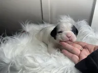 processed/f6932189-6830-41a2-9d90-f3de301c9205/listing/b49a85c0-2493-431f-bb67-f17c48bca002/79970878-9053-4c6e-b0cf-df794fa77ea8