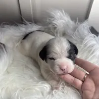 Princess small peke mix, a female Pekingese for sale in Rincon, GA – Photo 7 of 10