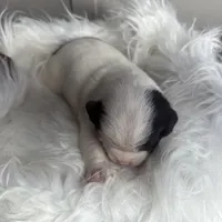 Princess small peke mix, a female Pekingese for sale in Rincon, GA – Photo 6 of 10