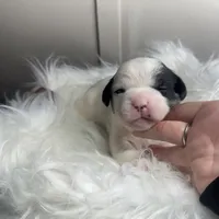 Princess small peke mix, a female Pekingese for sale in Rincon, GA – Photo 3 of 10