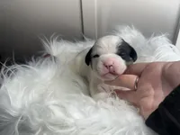 processed/f6932189-6830-41a2-9d90-f3de301c9205/listing/b49a85c0-2493-431f-bb67-f17c48bca002/cd952afe-6a10-4b87-ab1e-8c234d838e39