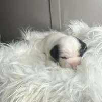 Princess small peke mix, a female Pekingese for sale in Rincon, GA – Photo 5 of 10