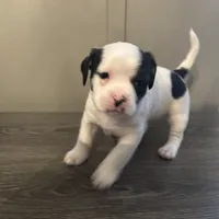 Princess small peke mix, a female Pekingese for sale in Rincon, GA – Photo 9 of 10