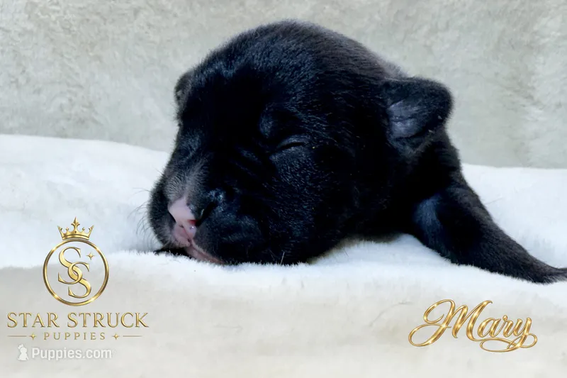 Mary  – French Bulldog puppy on hold in Rincon, GA