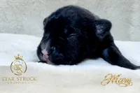 Mary , a female French Bulldog for sale in Rincon, GA – 1 of 5
