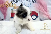 Atlas , a male Yorkshire Terrier for sale in Rincon, GA – 4 of 5