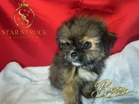 Bear, a male Pekingese and Yorkshire Terrier for sale in Rincon, GA – 5 of 9