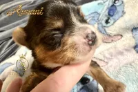 Armani , a male Yorkshire Terrier for sale in Rincon, GA – 4 of 6