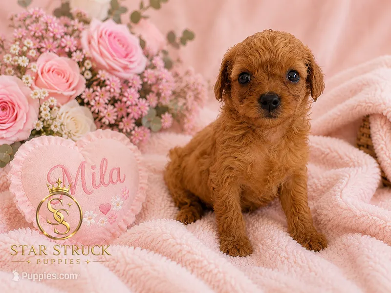 Mila  – Cavapoo puppy for sale in Rincon, GA