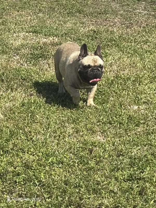 Male French Bulldog  – French Bulldog puppy for sale in Rincon, GA