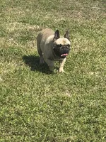 Male French Bulldog , a male French Bulldog for sale in Rincon, GA – Photo 1 of 4
