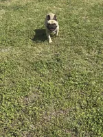 Male French Bulldog , a male French Bulldog for sale in Rincon, GA – Photo 4 of 4