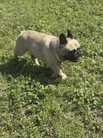 Male French Bulldog , a male French Bulldog for sale in Rincon, GA – Photo 3 of 4