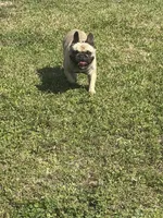 Male French Bulldog , a male French Bulldog for sale in Rincon, GA – Photo 2 of 4