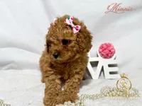Minnie, a female Cavapoo for sale in Rincon, GA – 4 of 7