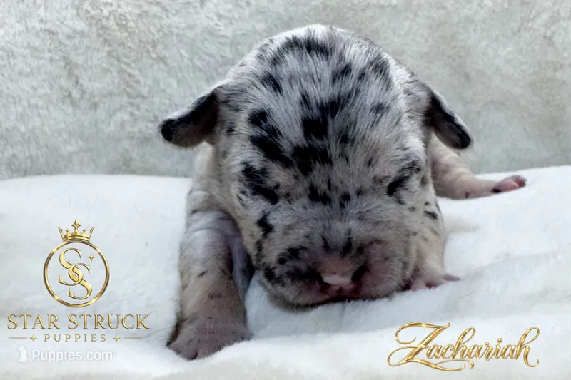 Zachariah  – French Bulldog puppy on hold in Rincon, GA