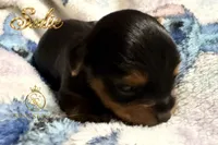 Sadie , a female Yorkshire Terrier for sale in Rincon, GA – 3 of 6