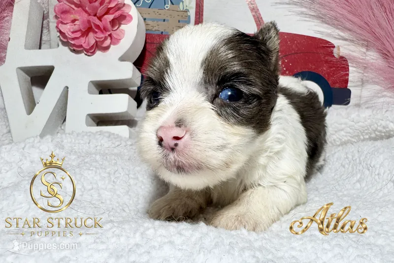 Atlas  – Yorkshire Terrier puppy for sale in Rincon, GA