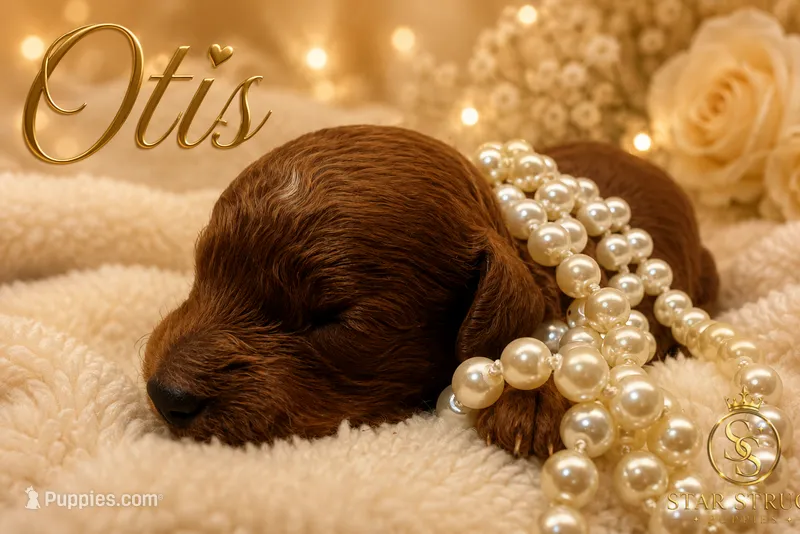 Otis  – Cavapoo puppy for sale in Rincon, GA
