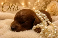 Otis , a male Cavapoo for sale in Rincon, GA – 1 of 3