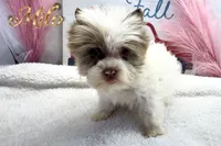 Milo , a male Yorkshire Terrier for sale in Rincon, GA – 3 of 7