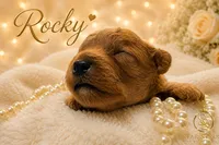 Rocky , a male Cavapoo for sale in Rincon, GA – 2 of 2