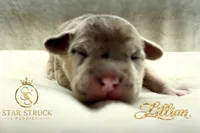 Lillian , a female French Bulldog for sale in Rincon, GA – 1 of 6