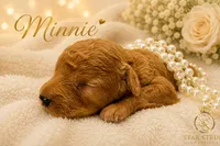 Minnie, a female Cavapoo for sale in Rincon, GA – 2 of 4
