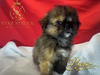 Bear, a male Pekingese and Yorkshire Terrier for sale in Rincon, GA – 6 of 9