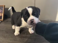 processed/f6932189-6830-41a2-9d90-f3de301c9205/listing/d02de834-fc52-42cc-a995-4f714bca357a/2bfb5274-833a-484a-8817-61ddeed26982