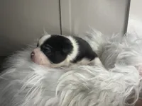 processed/f6932189-6830-41a2-9d90-f3de301c9205/listing/d02de834-fc52-42cc-a995-4f714bca357a/e8918afb-d479-49eb-a988-d4268217a7d8