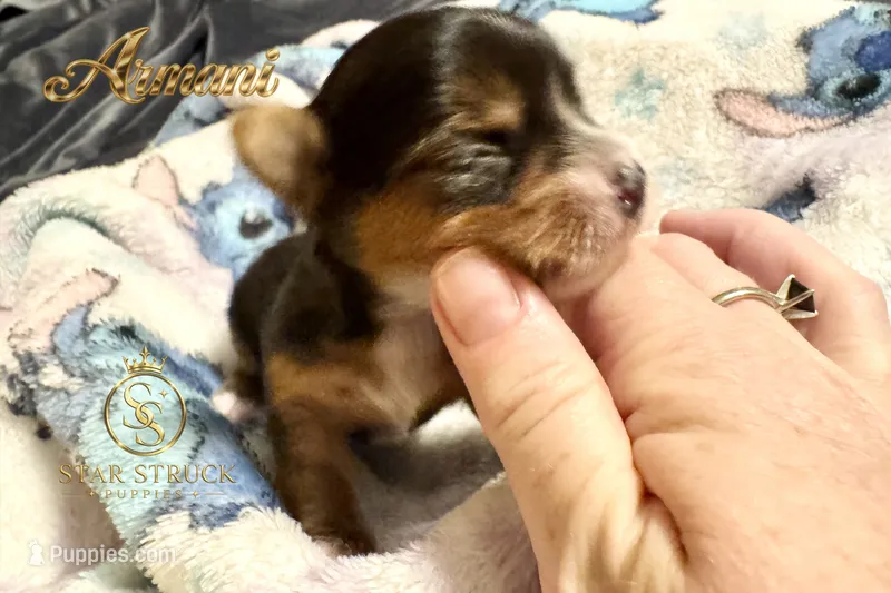 Armani  – Yorkshire Terrier puppy for sale in Rincon, GA