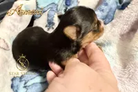 Armani , a male Yorkshire Terrier for sale in Rincon, GA – 3 of 6