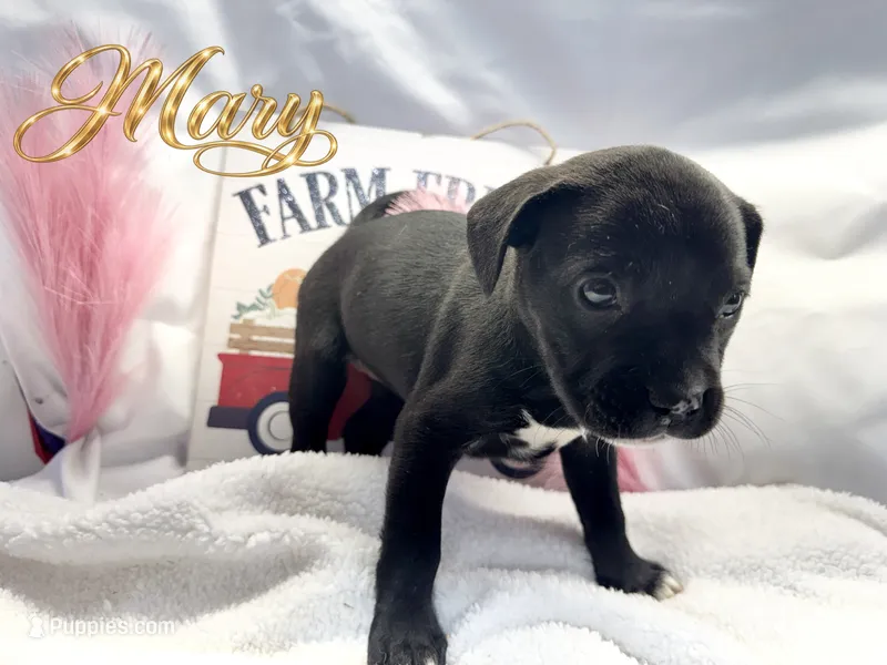 Mary  – French Bulldog puppy for sale in Rincon, GA