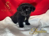 Shadow, a male Pekingese and Yorkshire Terrier for sale in Rincon, GA – 3 of 5