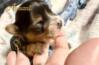 Armani , a male Yorkshire Terrier for sale in Rincon, GA – 6 of 6