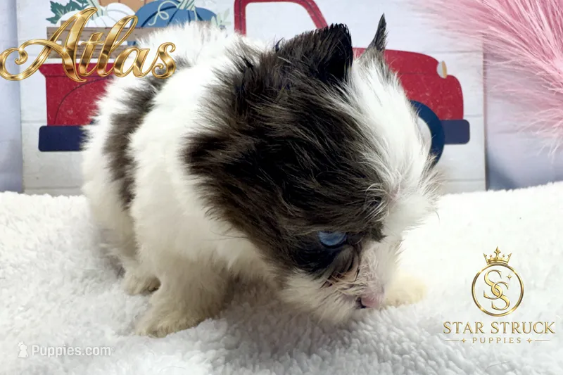 Atlas  – Yorkshire Terrier puppy for sale in Rincon, GA