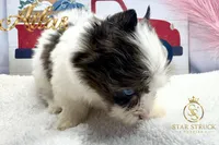 Atlas , a male Yorkshire Terrier for sale in Rincon, GA – 1 of 5