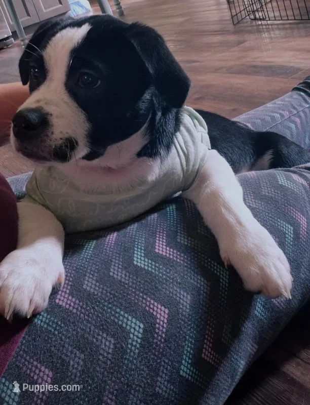 Marlow – Pekingese puppy for sale in Rincon, GA