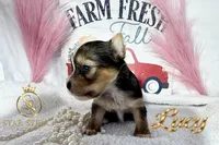 Lucy , a male Yorkshire Terrier for sale in Rincon, GA – 5 of 5